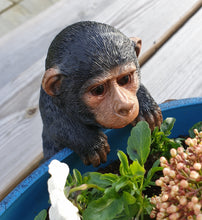 Load image into Gallery viewer, Plant pot pal - Baby Chimp