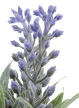 Load image into Gallery viewer, Lavender Posy in Hessian